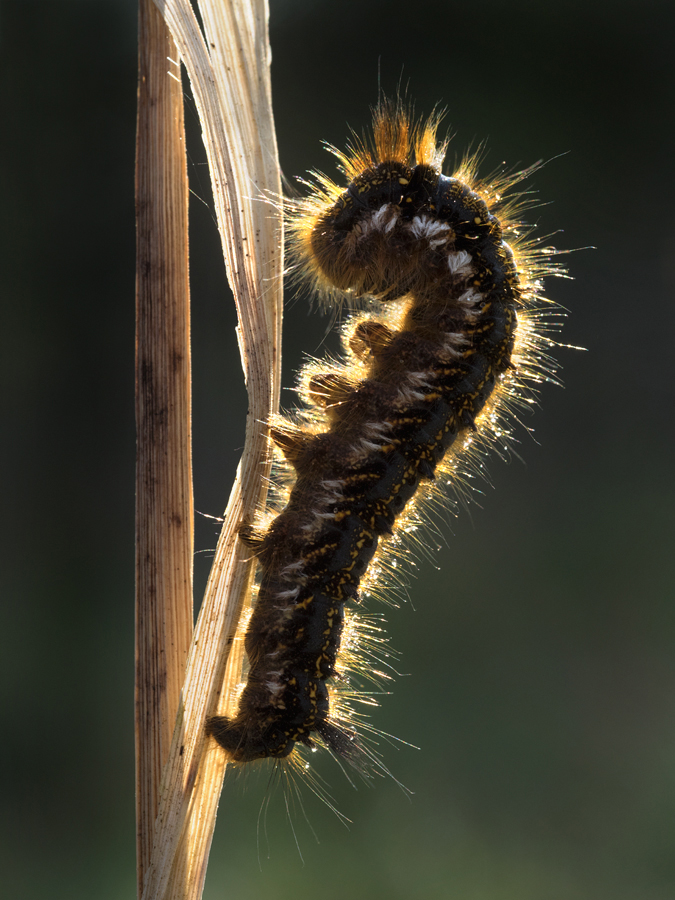 Drinker Moth caterpillar